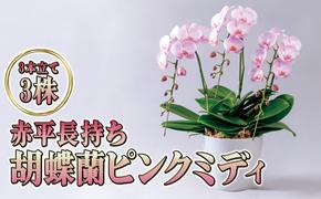 赤平長持ち胡蝶蘭ピンクミディ3株3本立て  胡蝶蘭 花 ギフト プレゼント お祝い 贈り物  インテリア 植物 