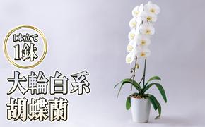 大輪白花系胡蝶蘭1本立て 胡蝶蘭 花 ギフト プレゼント お祝い 贈り物  インテリア 植物 