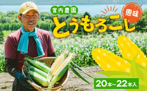 北海道産 とうもろこし 糖度20度以上 恵味 めぐみ 2L 20～22本 7月下旬～8月下旬頃お届け 先行受付 朝採り トウモロコシ スイート コーン 甘い 旬 夏 野菜 新鮮 産地直送 宮内農園 送料無料 洞爺湖町