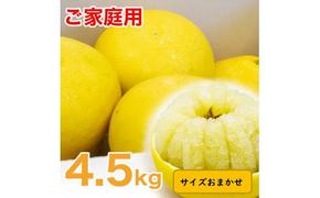 生産者直送　土佐文旦　4.5kg　[サイズおまかせ　2L～4L]　家庭用 文旦 柑橘 みかん フルーツ ぶんたん ブンタン 果物  お取り寄せ おいしい 美味しい 故郷納税 ふるさとのうぜい 返礼品 高知県 高知【2025年2月上旬より発送】