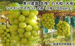 ぶどう 2025年 先行予約 黒川農園 自慢 ! の大粒 大房 シャイン マスカット 2房 （1房 700g以上） ブドウ 葡萄  岡山県産 国産 フルーツ 果物 ギフト