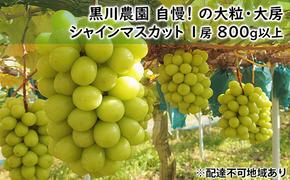 ぶどう 2025年 先行予約 黒川農園 自慢 ! の大粒 大房 シャイン マスカット 1房 800g以上 ブドウ 葡萄  岡山県産 国産 フルーツ 果物 ギフト