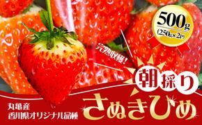 朝採りさぬきひめ／250g×2パック　丸亀産【1月中旬以降発送開始】