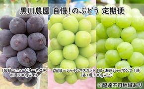 ぶどう 2025年 先行予約 定期便 2回 先行予約 黒川農園 自慢！の 大粒 大房 ニューピオーネ シャインマスカット 瀬戸ジャイアンツ 1房 詰め合わせ （各1房700g以上 ）ギフト