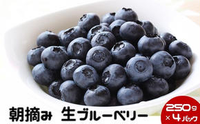 数量限定 50セット 鹿沼 朝摘み 生ブルーベリー 250g × 4パック 1kg ｜ 果物 詰合せ フルーツ ※沖縄・離島への配送不可 ※2025年6月中旬～2025年7月中旬頃に順次発送予定