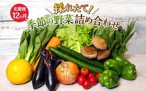 とれたて 野菜 パック 定期便 12回 季節の野菜 セット 詰め合わせ 10品前後 野菜セット 野菜詰め合わせ 12ヶ月 ジャガイモ 人参 大根 小松菜 白ネギ グリ−ンリ−フ チンゲン菜 椎茸 トマト 水菜 葉ネギ 人気 厳選 静岡県