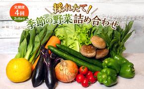 とれたて 野菜 パック 定期便 4回 2ヶ月おき 季節の野菜 セット 詰め合わせ 10品前後 野菜セット 野菜詰め合わせ ジャガイモ 人参 大根 小松菜 白ネギ グリ−ンリ−フ チンゲン菜 椎茸 トマト 水菜 葉ネギ 人気 厳選 静岡県