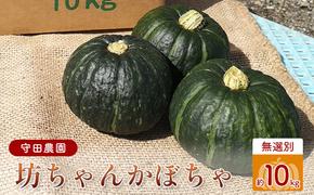 【2025年9月中旬～発送】北海道 ふらの 坊ちゃん かぼちゃ 無選別 約10kg (守田農園) 野菜 新鮮 直送 いも 道産 ふらの 送料無料 数量限定 先着順 北海道 富良野市 ほくほく 秋