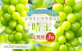 ぶどう 定期便 2025年 先行予約 シャイン マスカット 晴王 各月2房（1房600g以上） 3回コース マスカット ブドウ 葡萄  岡山県産 国産 フルーツ 果物 ギフト
