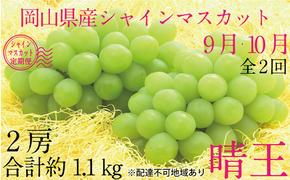 ぶどう 2025年 先行予約 9月・10月発送 シャイン マスカット 晴王 2房（合計約1.1kg） ブドウ 葡萄  岡山県産 国産 フルーツ 果物 ギフト