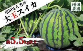 【先行予約・6月中旬以降発送】増田さんちの大玉スイカ 1玉 約5.5kg ※沖縄・離島への配送不可 ※2025年6月中旬～7月初旬頃に順次発送予定 | すいか スイカ 大玉 甘い 常総市