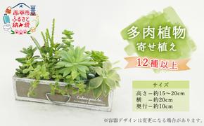 多肉植物寄せ植え 12種以上 観葉植物 植物 観葉 おすすめ おしゃれ インテリア 室内 記念日 誕生日 プレゼント 贈答 贈り物 初心者 オフィス ギフト 栽培 園芸