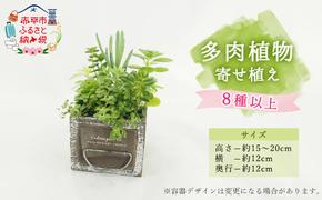 多肉植物寄せ植え 8種以上 観葉植物 植物 観葉 おすすめ おしゃれ インテリア 室内 記念日 誕生日 プレゼント 贈答 贈り物 初心者 オフィス ギフト 栽培 園芸