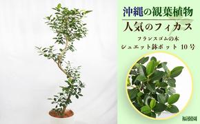 沖縄の観葉植物 人気のフィカス フランスゴム10号 シュエット鉢ポット