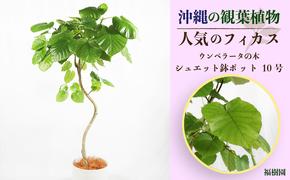 沖縄の観葉植物 人気のフィカス ウンベラータ10号 シュエット鉢ポット