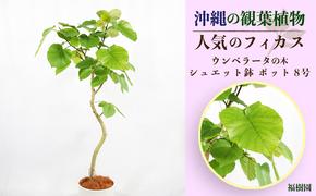 沖縄の観葉植物 人気のフィカス ウンベラータ8号 シュエット鉢ポット