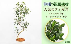 沖縄の観葉植物 人気のフィカス フランスゴム8号 ラスターポット