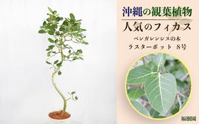 沖縄の観葉植物 人気のフィカス ベンガレンシス8号 ラスターポット