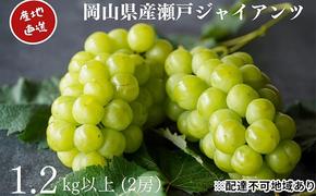 厳選 瀬戸ジャイアンツ 2房 合計1.2kg以上 産地直送 朝採れ ぶどう 葡萄 Kawahara Green Farm 岡山県産 2025年 果物 フルーツ 岡山のブドウ デザート 食べ物 国産 日本産 