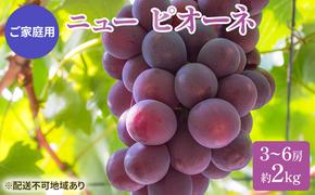 ぶどう 2025年 先行予約 ご家庭用 ニュー ピオーネ 3～6房 約2kg ブドウ 葡萄  岡山県産 国産 フルーツ 果物