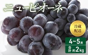 2025年 先行予約 ニューピオーネ 4～5房 合計約2kg 冷蔵配送 ぶどう 葡萄 フルーツ 果物 岡山 