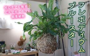 FKK19-823_フレボディウム ブルースター（苔玉）