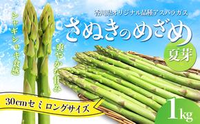 アスパラガス【さぬきのめざめ】夏芽30cmセミロングサイズ1kg グリーンアスパラガス 野菜 柔らかい シャキシャキ 旬の野菜 国産 食材 