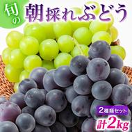 ぶどう 2種類 セット 品種おまかせ 2kg 3～4房入 食べ比べ 旬 朝採れ 種無し 兵庫県産 農家直送  果物 果物類 フルーツ デザート ギフト 詰め合わせ お楽しみ 化粧箱入り 甘い 粒 糖度 贈答