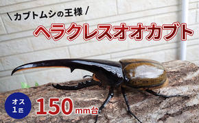 カブトムシの王様 ヘラクレスオオカブト オス１匹 150mm台