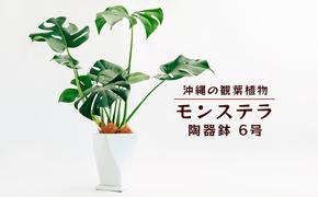 沖縄の観葉植物　観葉植物　モンステラ陶器鉢植え　6号　角鉢　観葉植物　モンステラ　インテリア　鉢付き　おしゃれ　インテリアグリーン　緑のある暮らし　ハウスプラント　沖縄　うるま市　６号
