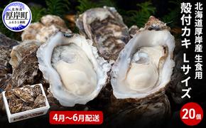 2025年4月～6月配送 厚岸産　殻付カキ Lサイズ20個（生食用）牡蠣