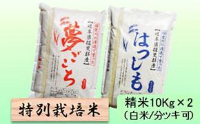 特別栽培米★精米20kg（白米/5分/7分ツキ可）【夢ごこち・ハツシモ】 玄米は別に出品