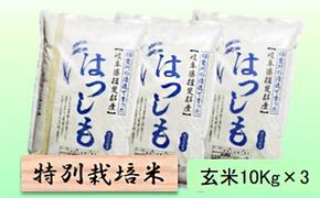 特別栽培米★玄米30kg【ハツシモ】10Kg×3