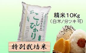 特別栽培米★精米10kg（白米/5分/7分ツキ可）【コシヒカリ】 玄米は別に出品