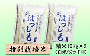 特別栽培米★精米20kg（白米/5分/7分ツキ可）【ハツシモ】 玄米は別に出品