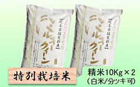 特別栽培米★精米20kg（白米/5分/7分ツキ可）【ミルキークイーン】 玄米は別に出品