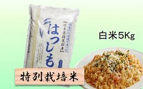 特別栽培米★白米５kg 【ハツシモ】 玄米は別に出品