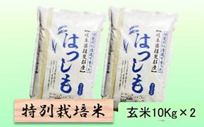 特別栽培米★玄米20kg【ハツシモ】10Kg×2