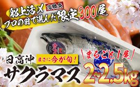 ＜2025年5月から順次発送＞ 北海道産 サクラマス 2～2.5kg まるごと 1尾 ＜ 予約商品 ＞