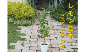 植物 レモン 苗木 トゲ無し レモンの木 品種 ビアフランカ トゲ無し 3年生苗