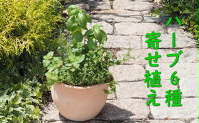 植物 寄植え ハーブ 6種 寄せ植え つぼ丸型 鉢 25cm