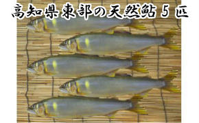 【四国一小さなまち】★ 令和5年 ★ 高知県東部の天然鮎（あゆ） 5匹 （18cm以上）