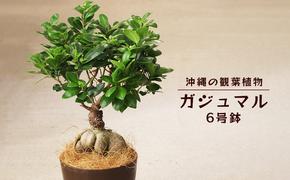 沖縄の観葉植物　観葉植物　ガジュマル 6号鉢　6号　観葉植物　ガジュマル　インテリア　鉢付き　おしゃれ　インテリアグリーン　緑のある暮らし　ハウスプラント　沖縄　うるま市　６号