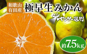 こだわりの極早生みかん 約7.5kg 農家直送 有機質肥料100% サイズ混合 ｜ みかん 極早生 早生 柑橘 果物 くだもの 果実 フルーツ 和歌山 有田 ※北海道・沖縄・離島への配送不可 ※2025年9月下旬～10月中旬頃に順次発送予定