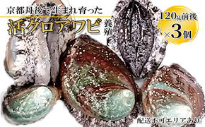 【ふるさと納税】京都 丹後で生まれ育った 活クロアワビ 120g前後×3個（養殖）魚貝類 魚 アワビ 高級食材 丹後 高級 バーベキュー