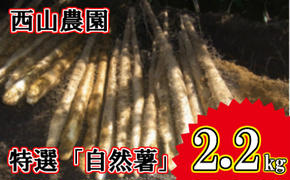 【四国一小さなまちの自然薯】★令和５年１１月下旬発送開始★ 田野町特選 『 令和５年産 自然薯 』 約 ２.２ｋｇ