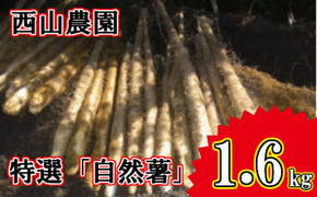 【四国一小さなまちの自然薯】★令和５年１１月下旬発送開始★ 田野町特選 『 令和５年産 自然薯 』 約 １.６ｋｇ