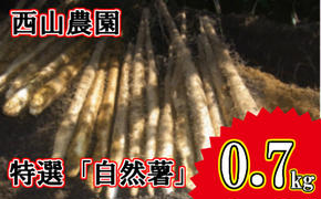 【四国一小さなまちの自然薯】★令和５年１１月下旬発送開始★ 田野町特選 『 令和５年産  自然薯 』 約 ７００ｇ