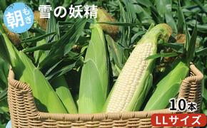 【2025年7月上旬より順次出荷】先行受付 北海道 富良野産 “朝もぎ” ホワイトコーン「雪の妖精」10本 LLサイズ (ウエノ農園 富良野) とうもろこし とうきび コーン 野菜 新鮮 甘い ジューシー 贈り物 ギフト 道産 直送 ふらの