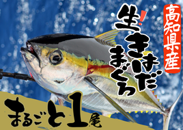 ＜カネアリ水産＞土佐沖どれ キハダマグロ まるごと１尾 2kg以上 （2～3kg個体差によります）※冷蔵※ まるごと1匹 1本 マグロ まぐろ 鮪 魚 鮮魚 魚介 海の幸 赤身 トロ 刺身 キハダ